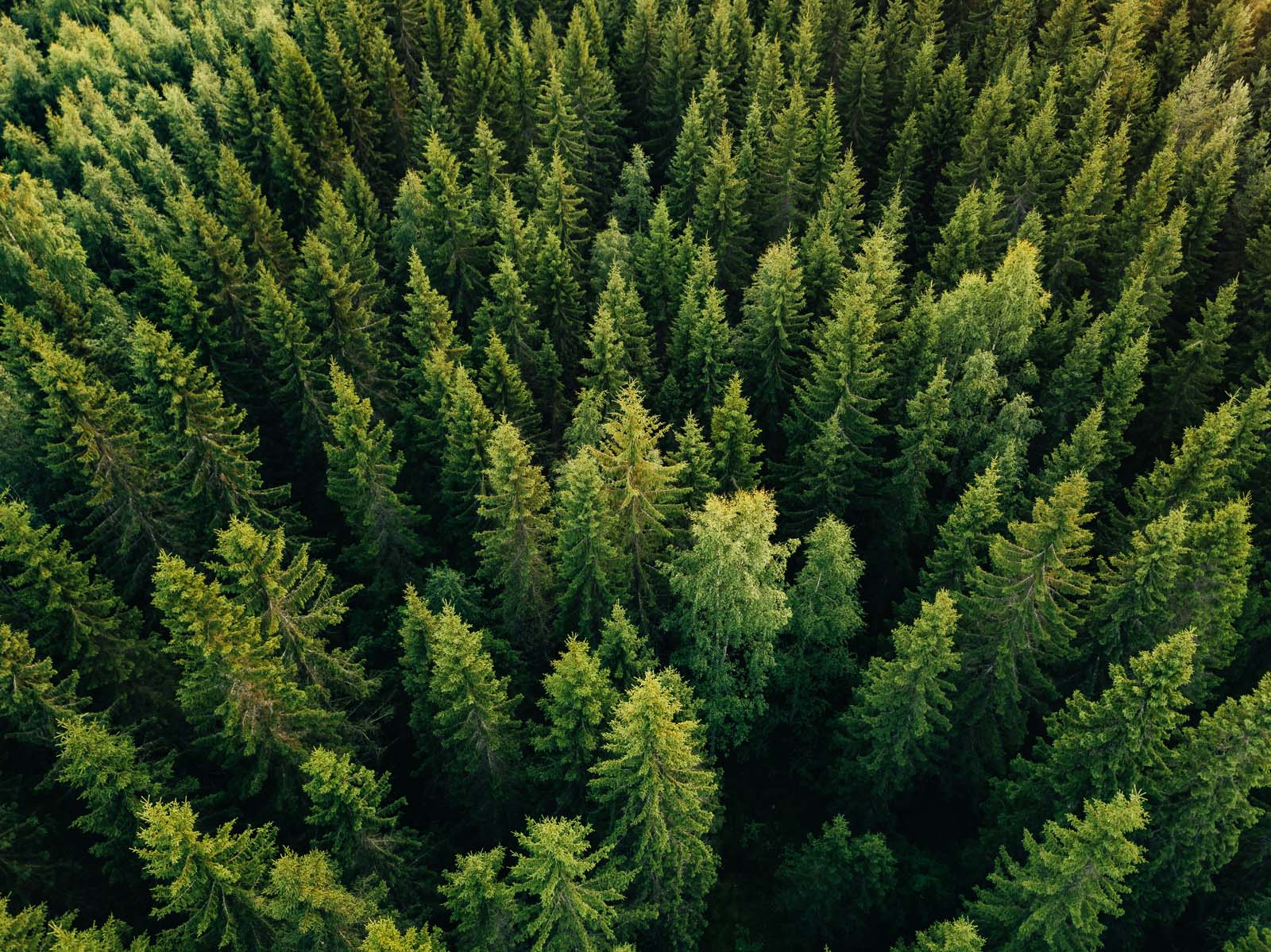 aerial view of trees in a dense forest