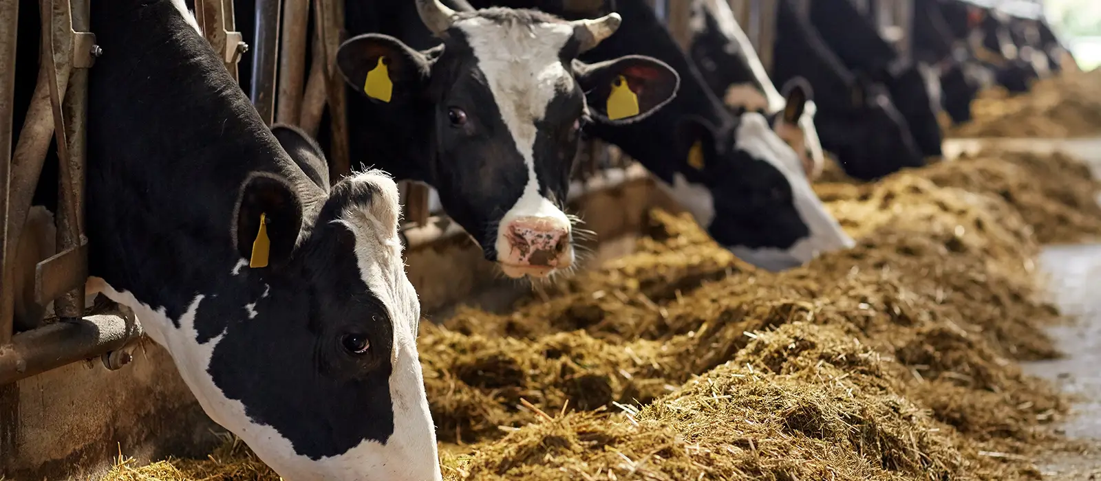 Troupeau de vaches mangeant du foin dans une étable sur une ferme laitière.
