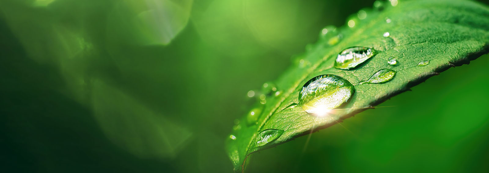 morning dew on a leaf