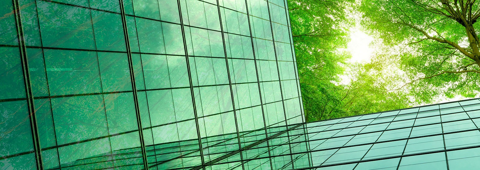 Bâtiment en verre moderne avec branches d'arbres verts et feuilles