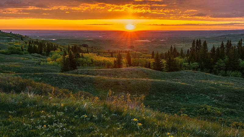 View of green foothills, wildflowers and pine trees at sunset