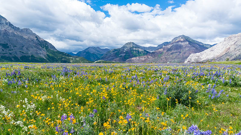 A yellow, purple and green wildflower field with mountains in the distance