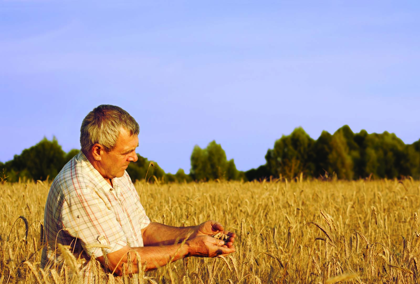 farmer in a grain field inspecting the crop