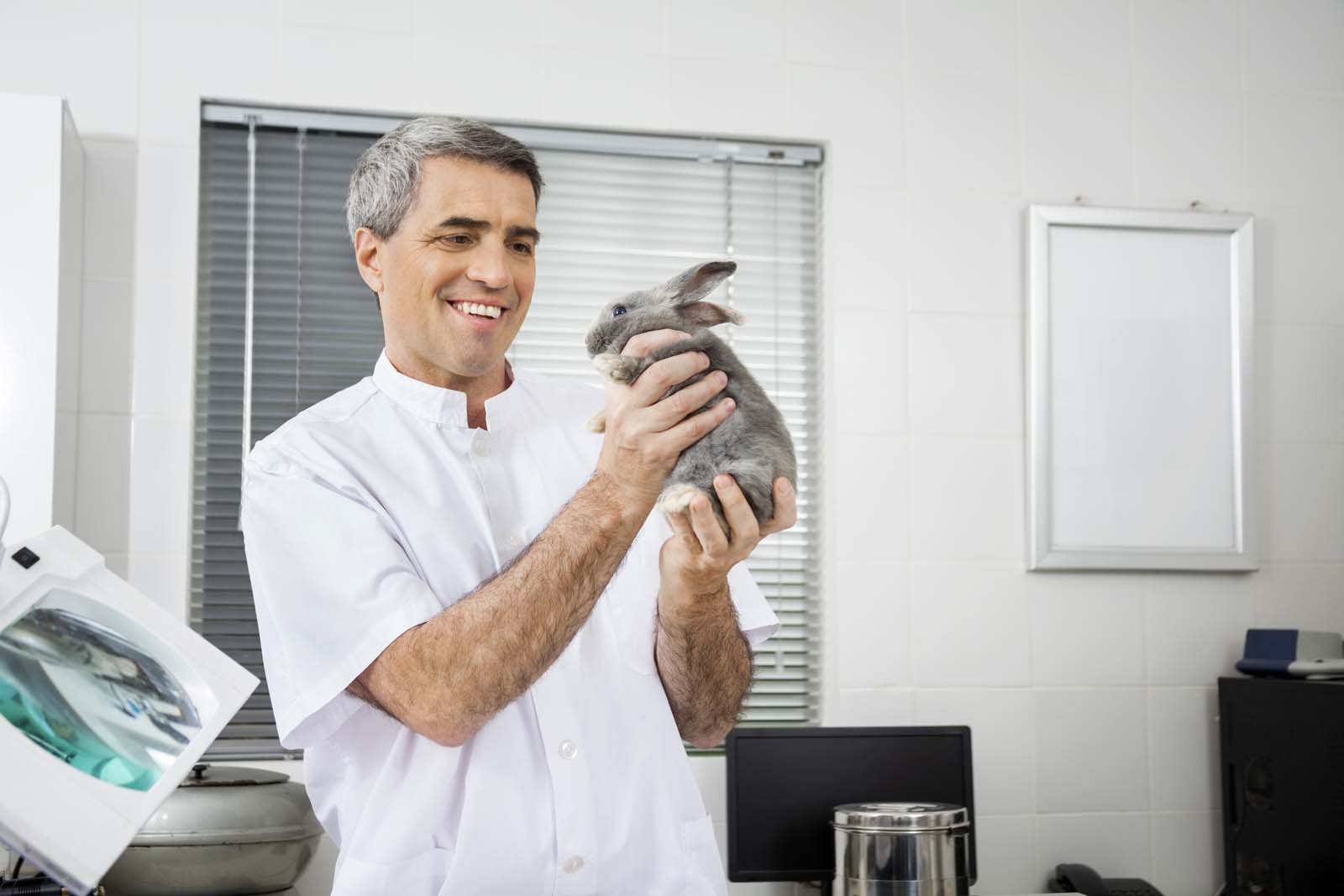 vet holding a bunny