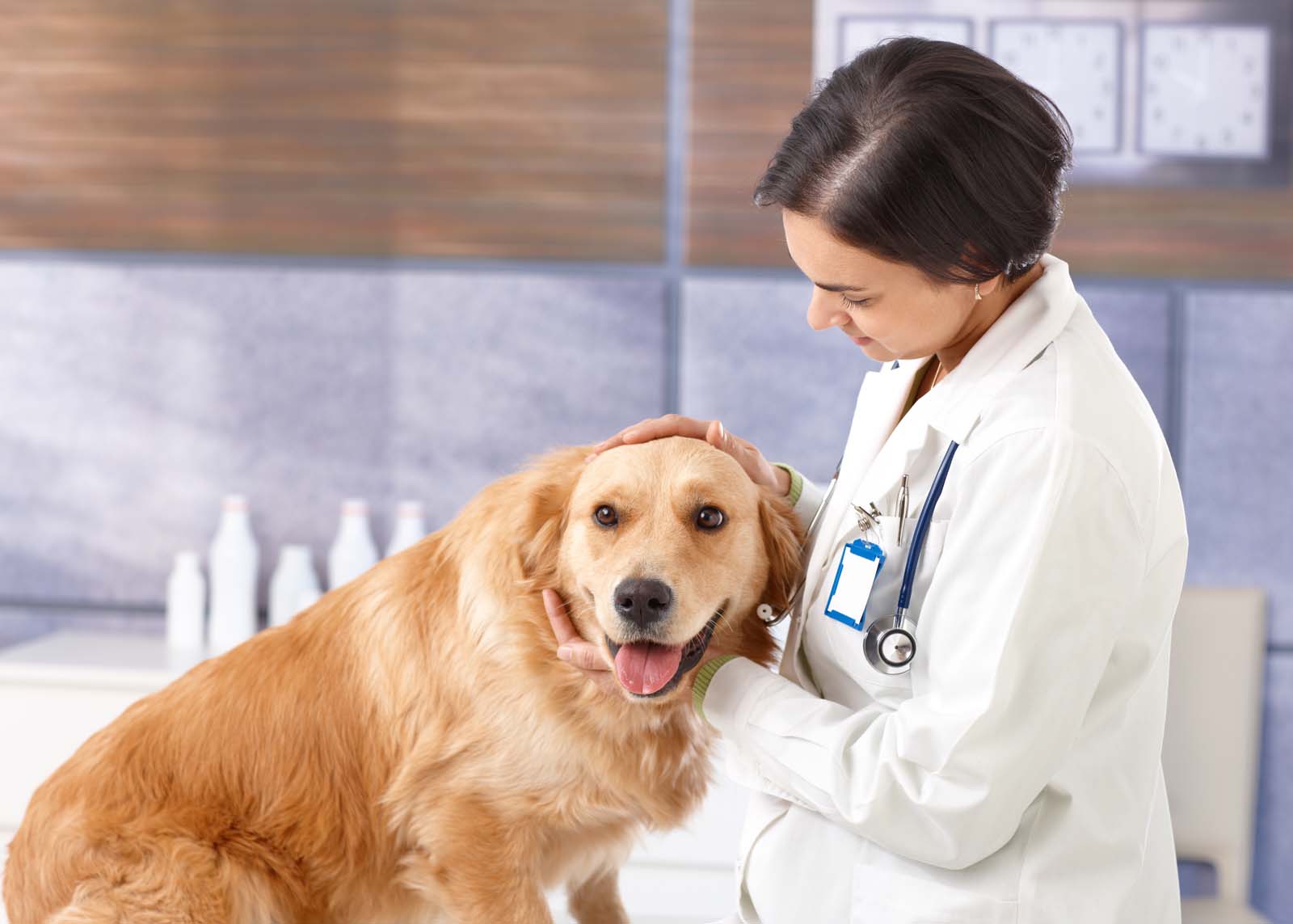 golden retriever with vet