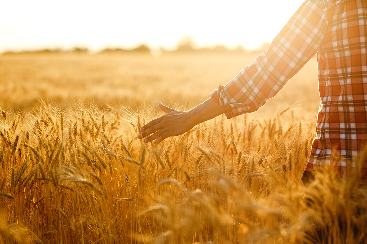 A person walking through a wheat field