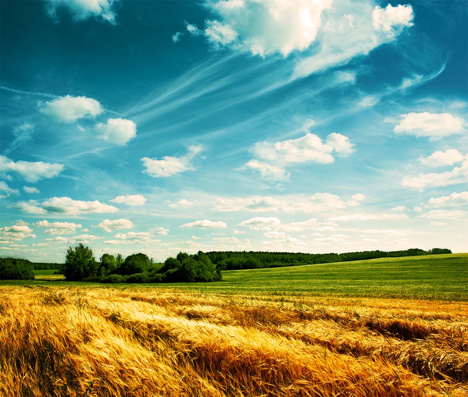 sunny skies and a farmers field