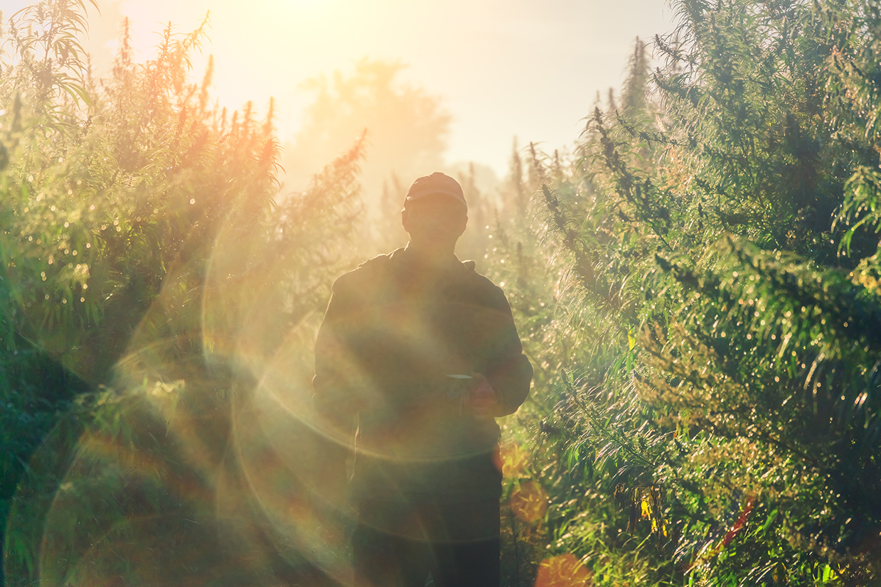 person working in a cannabis field