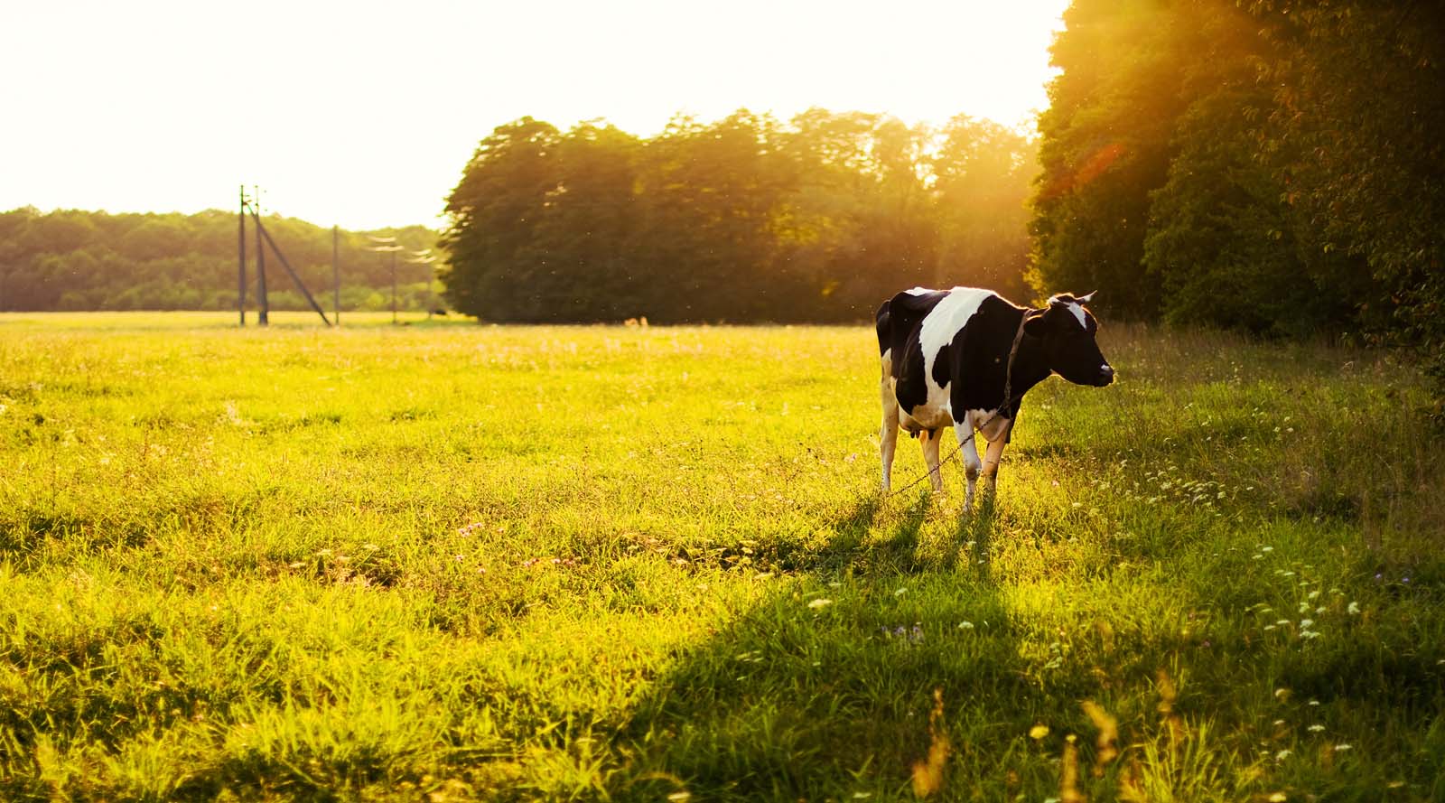 a cow standing in a field