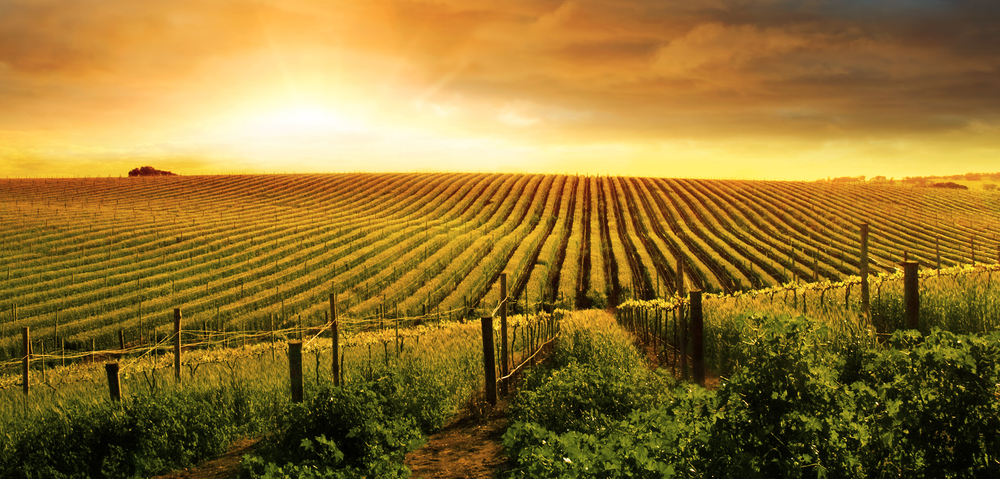 a big green field at sunset