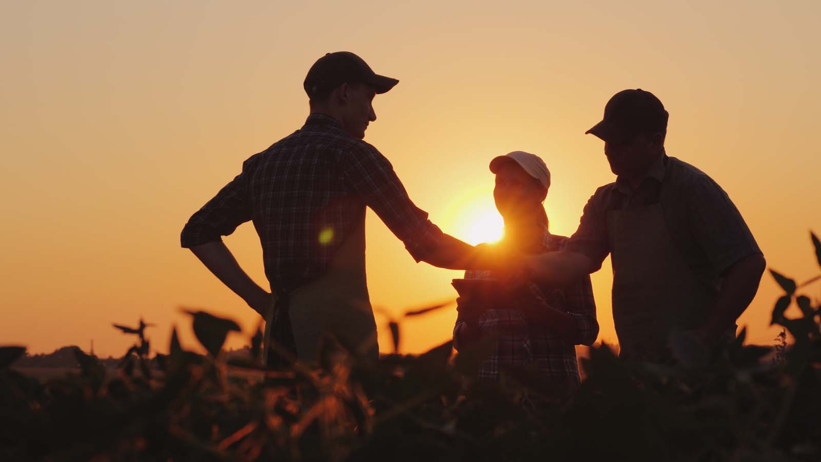 3 farmers standing in a field discussing business