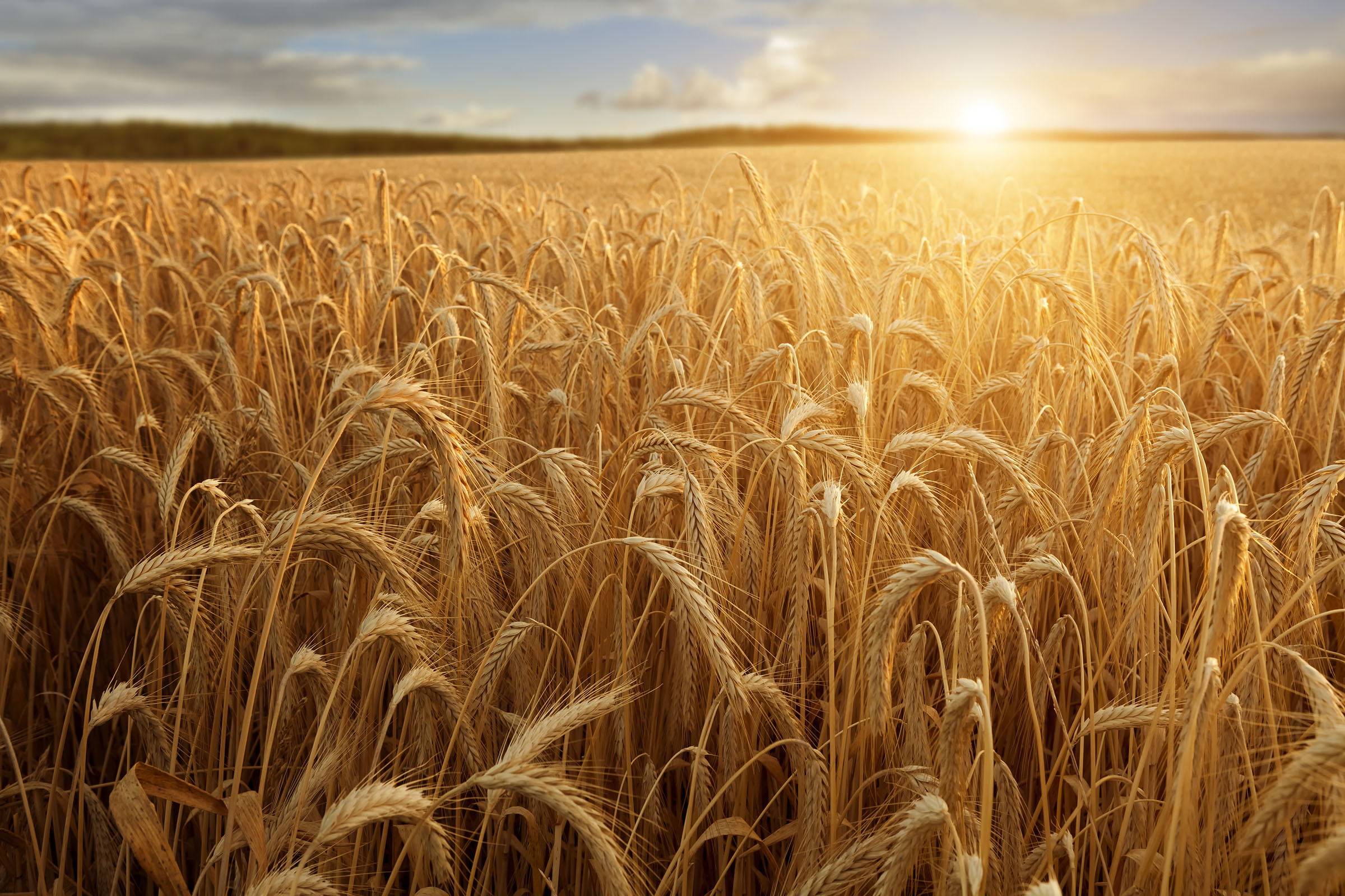 wheat field with the sun shining over it