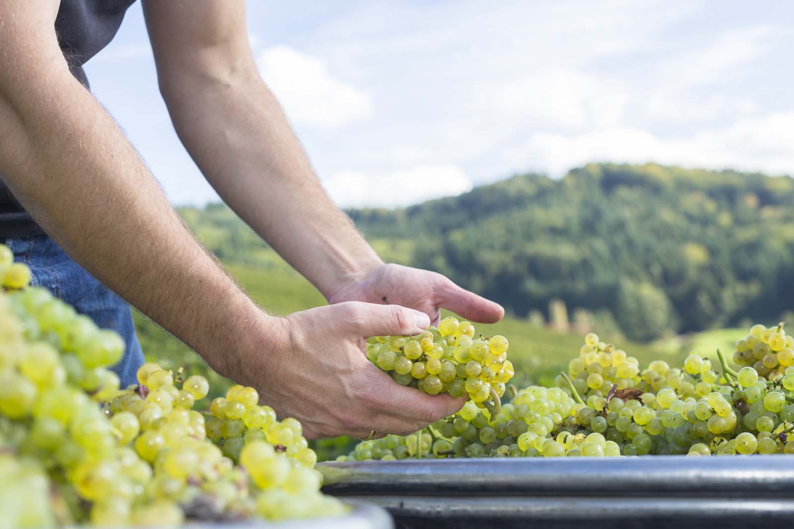 person working in a grape field