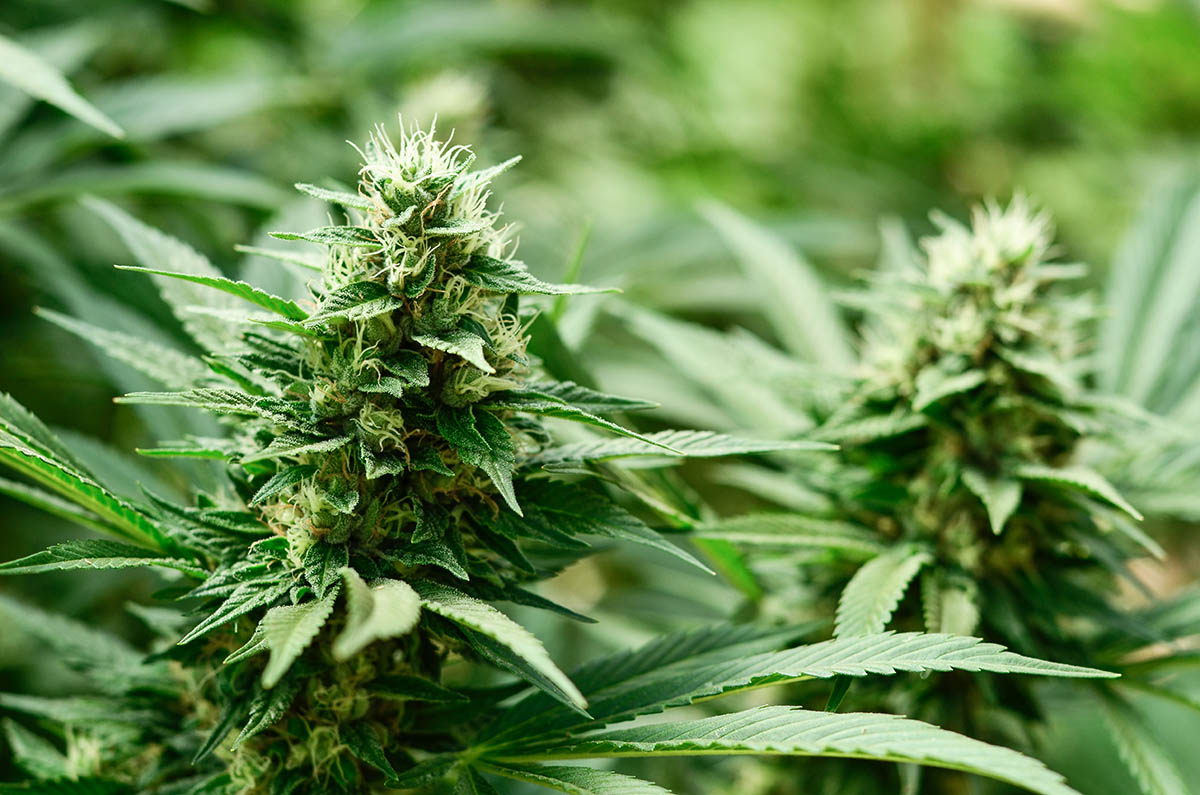 Cannabis plant buds