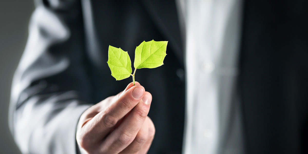 person holding a green leaf