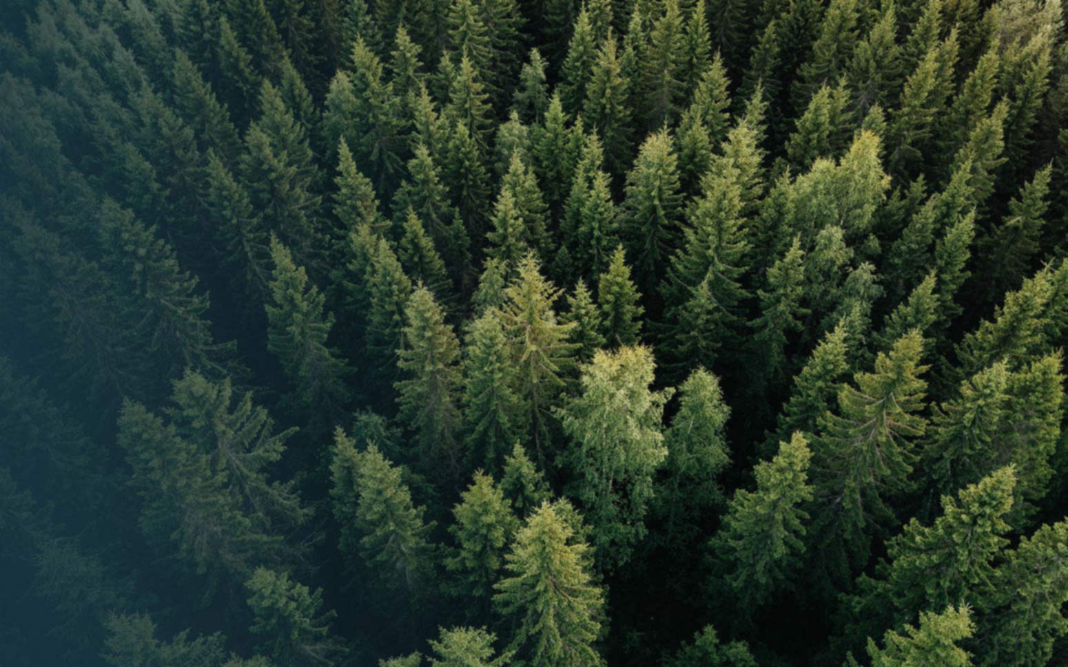 Birds eye view photo of a forest