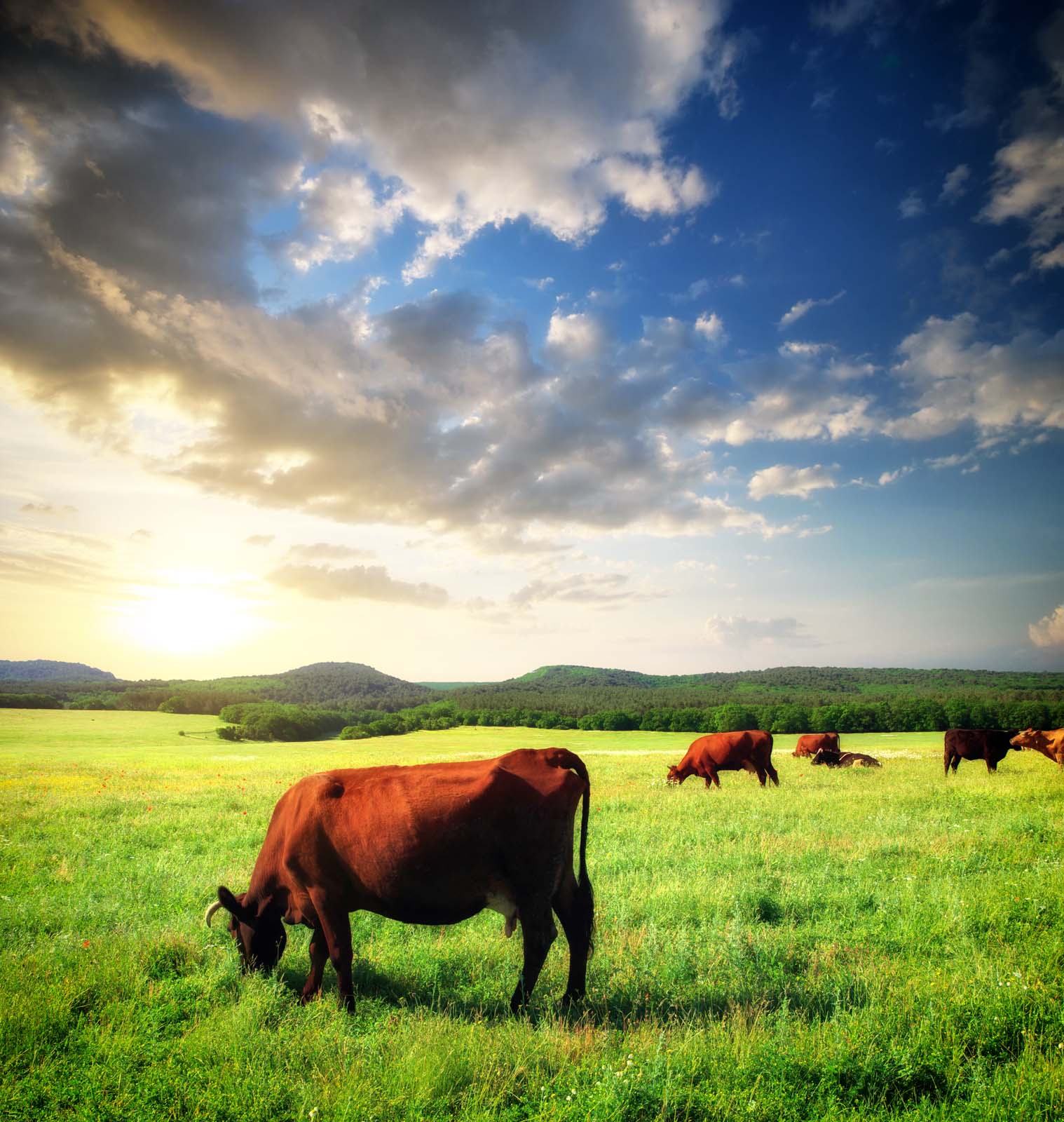 cows in a field