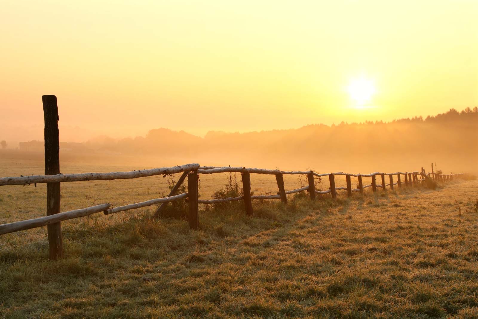 a foggy field at sunrise