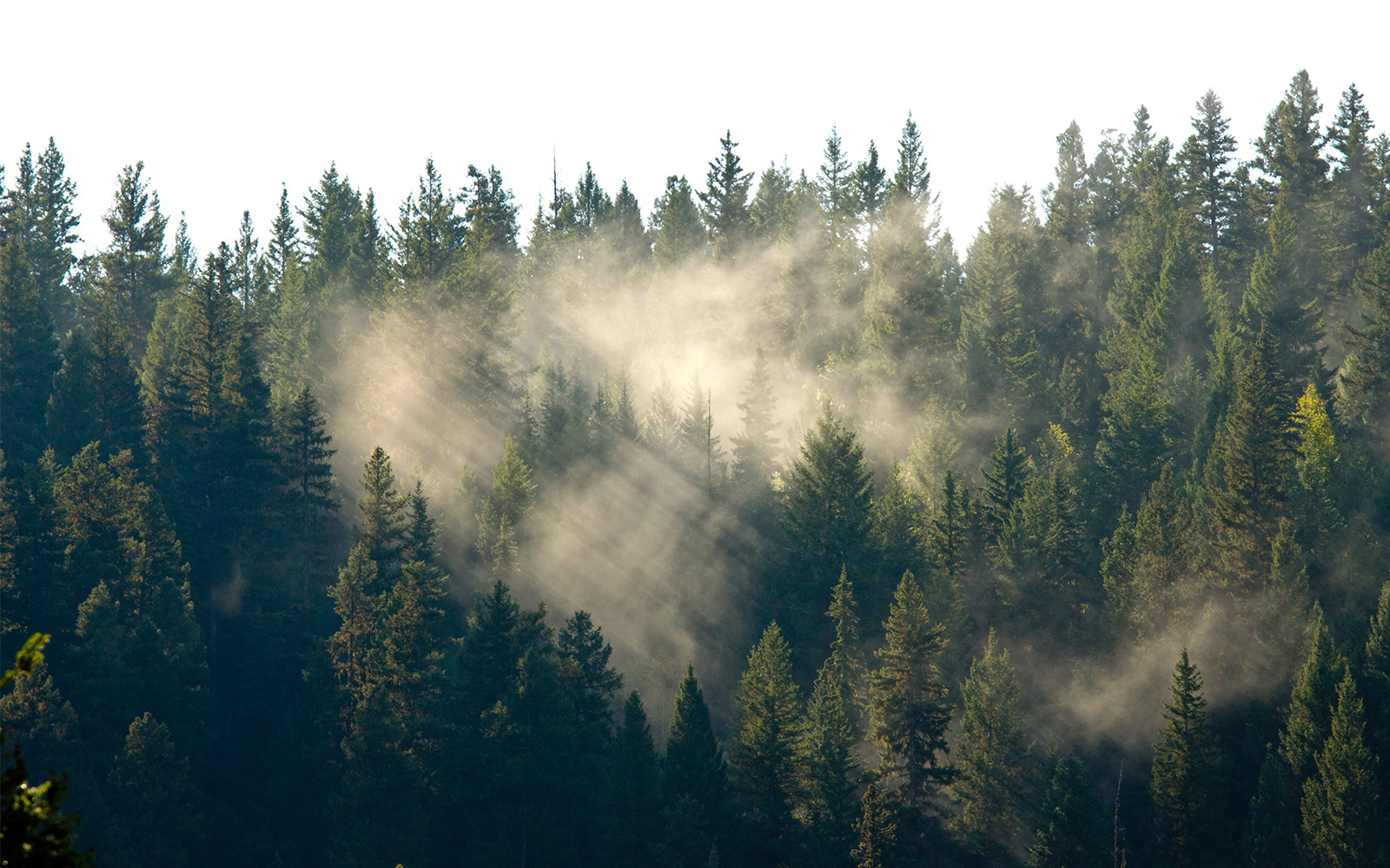 nature shot in BC