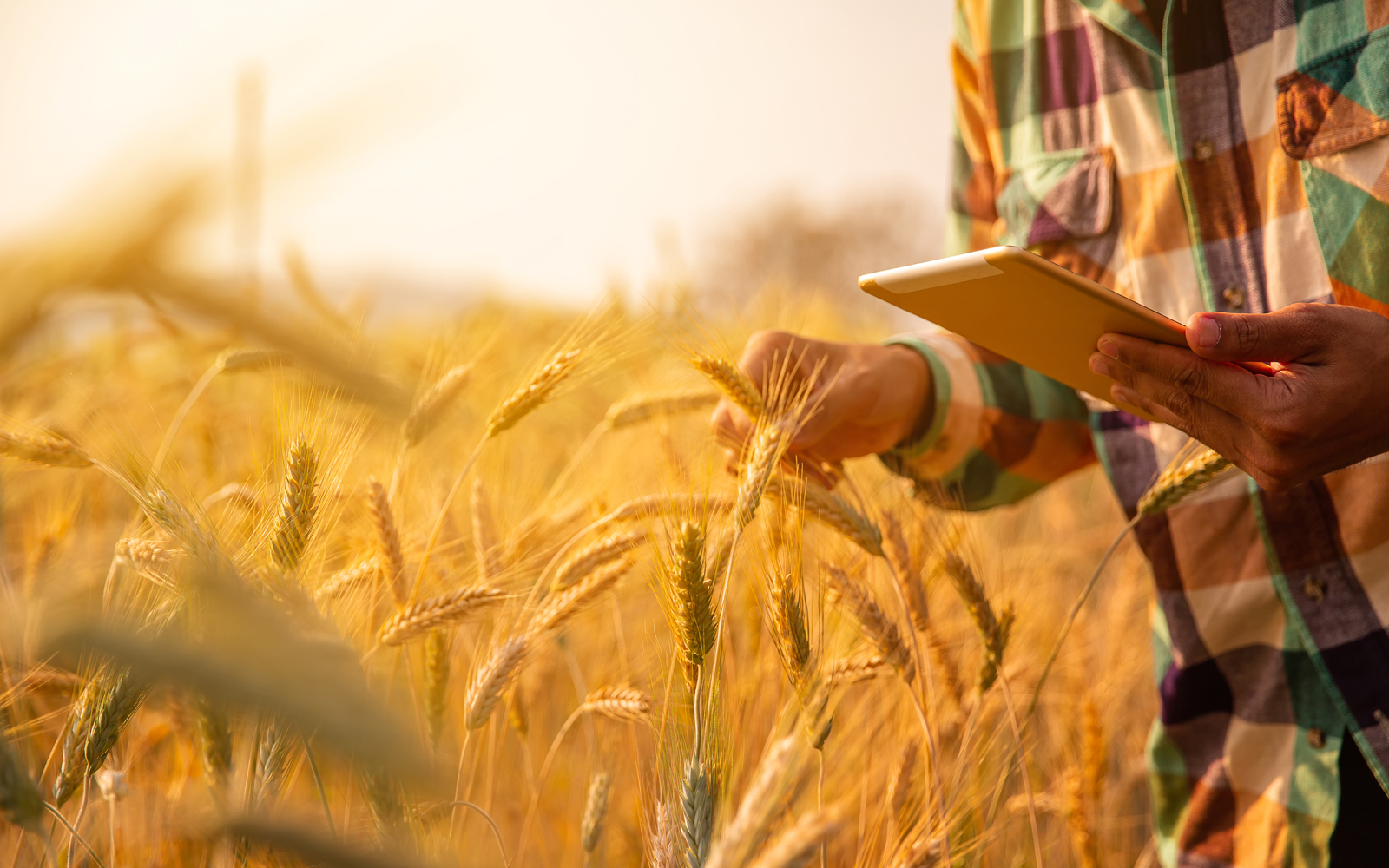 A man doing research on a tablet while walking through wheat field.