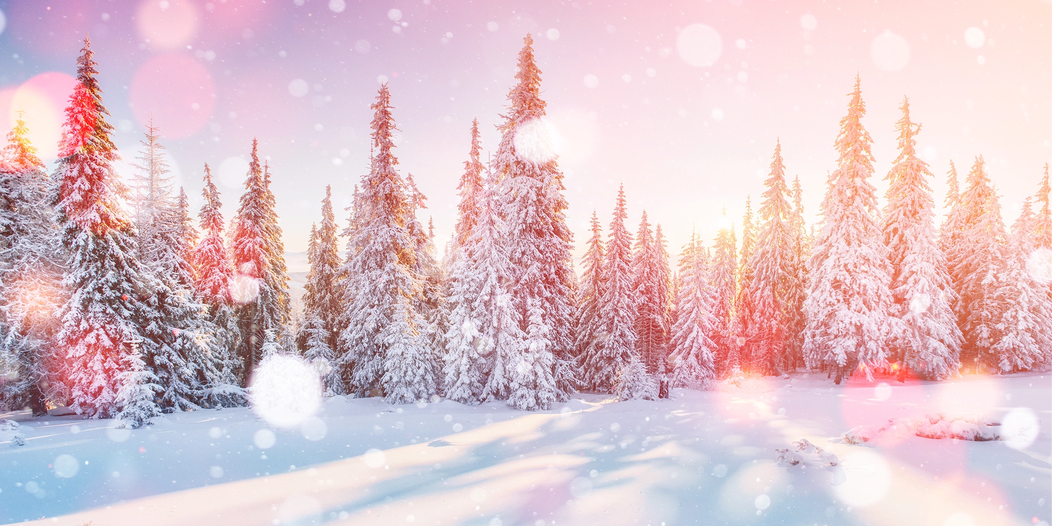 pine trees with snow