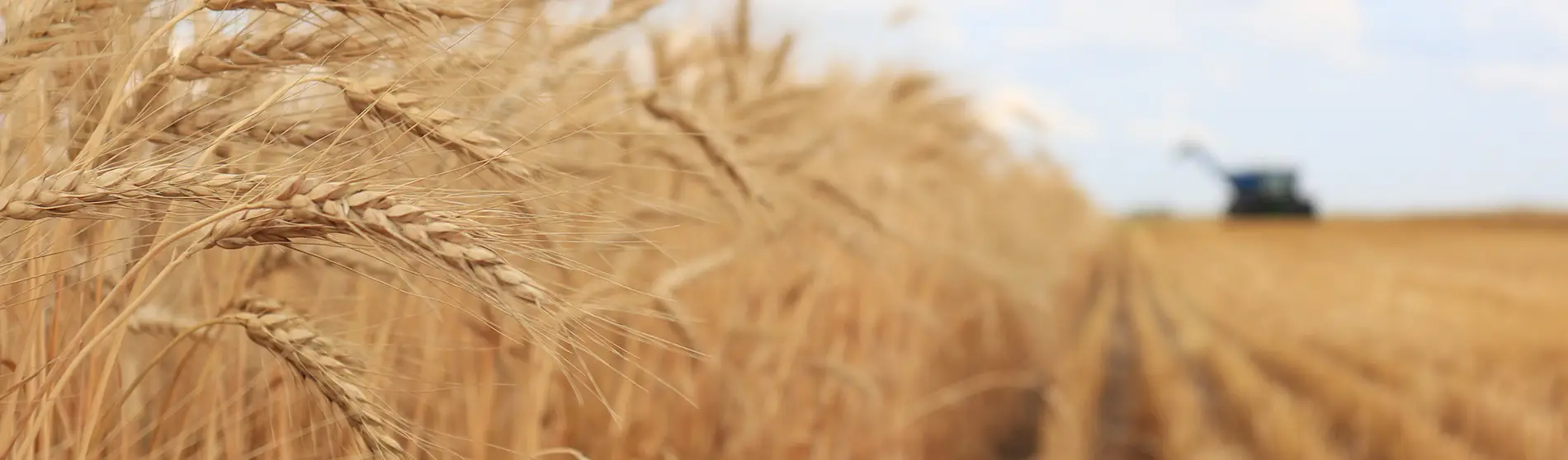 Combine in a wheat field.