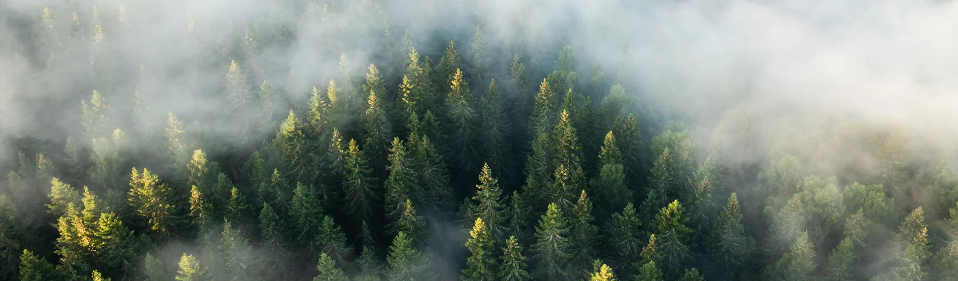 Fog rolling over a coniferous forest.