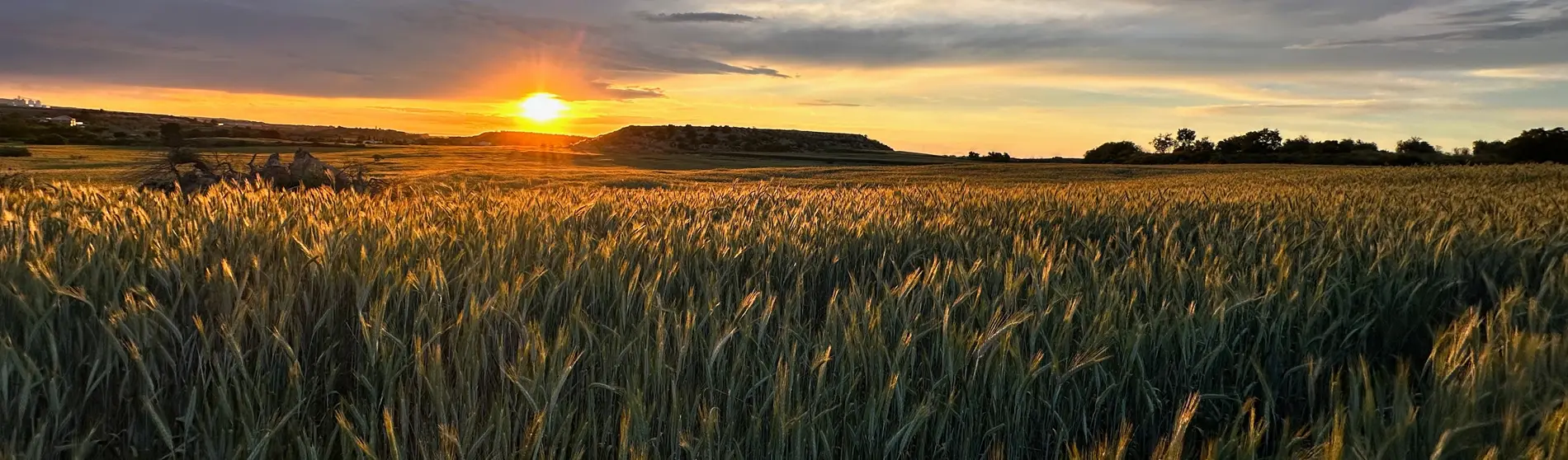 A golden wheat field glows under a vibrantly dramatic sunset sky