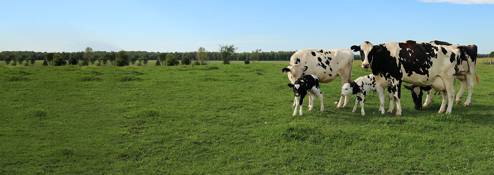 Holstein calves stand with mom and herd.