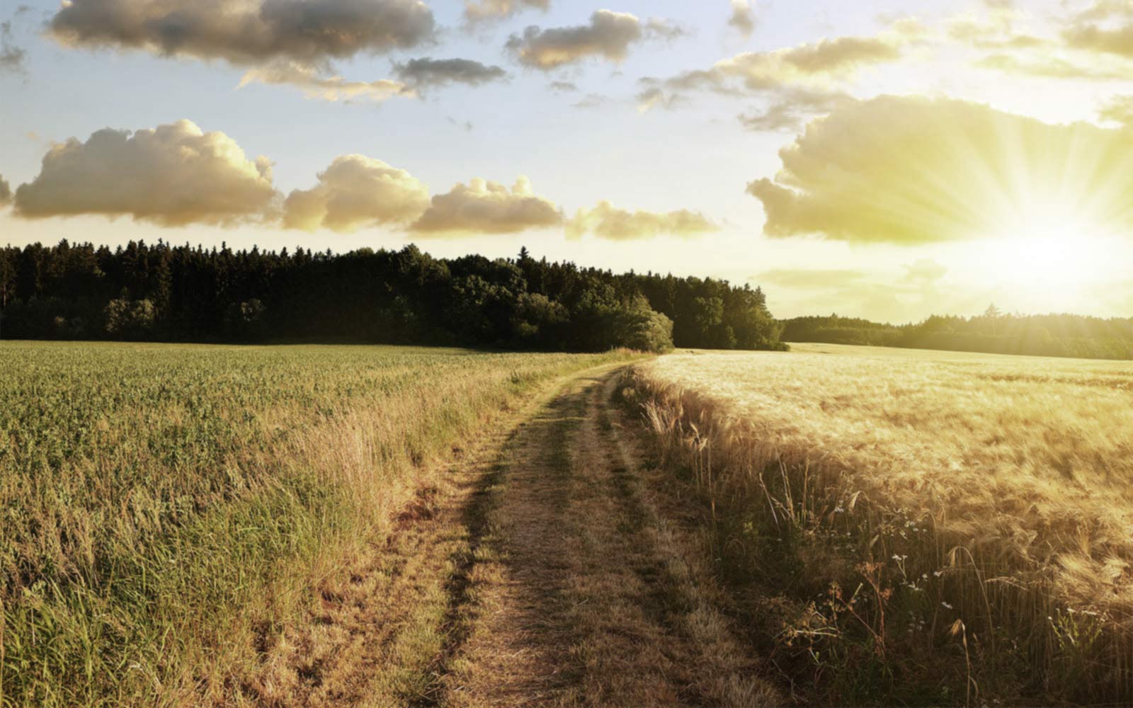 Open field with sun rising