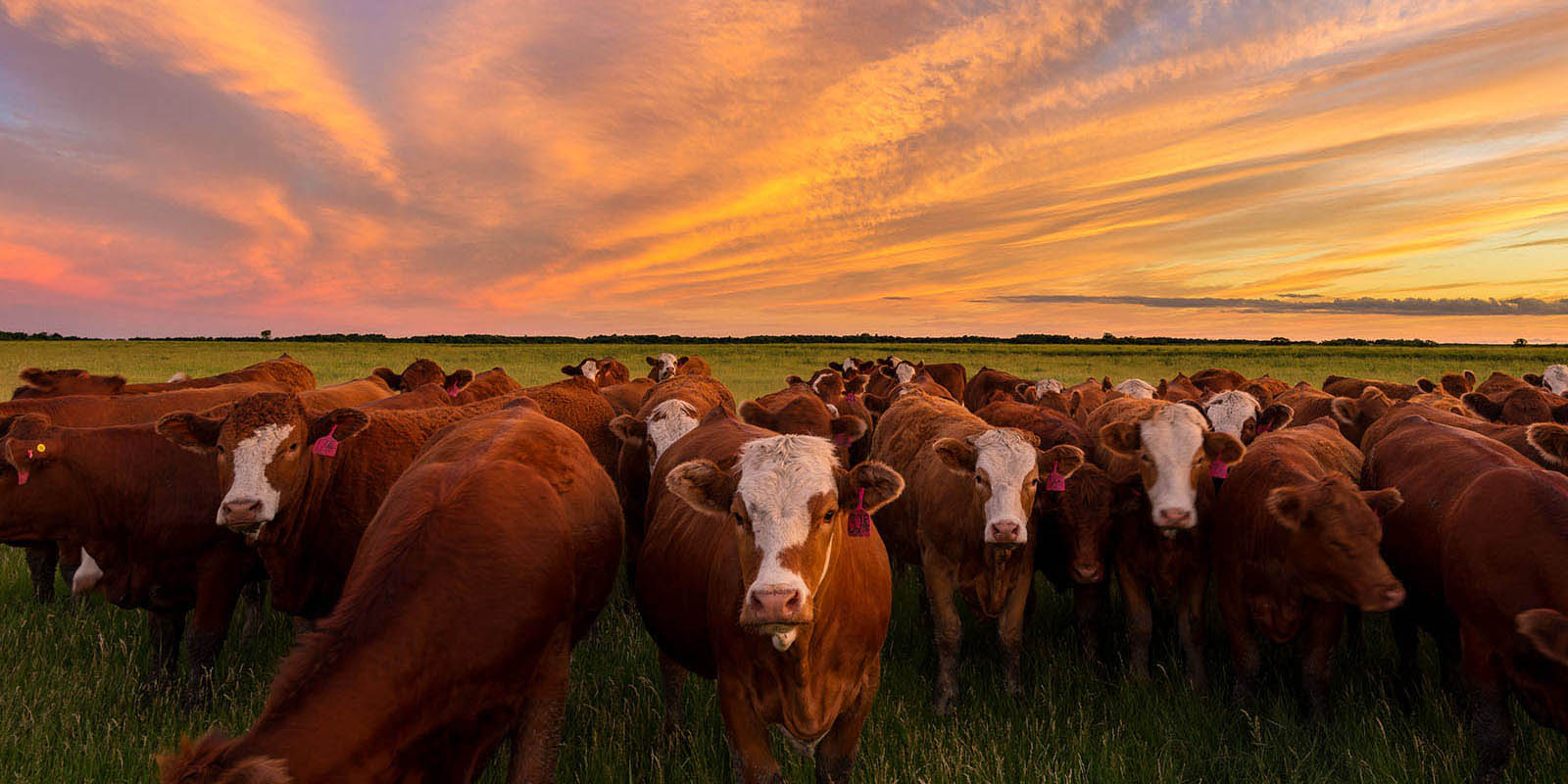 Bétail paissant dans un champ agricoles