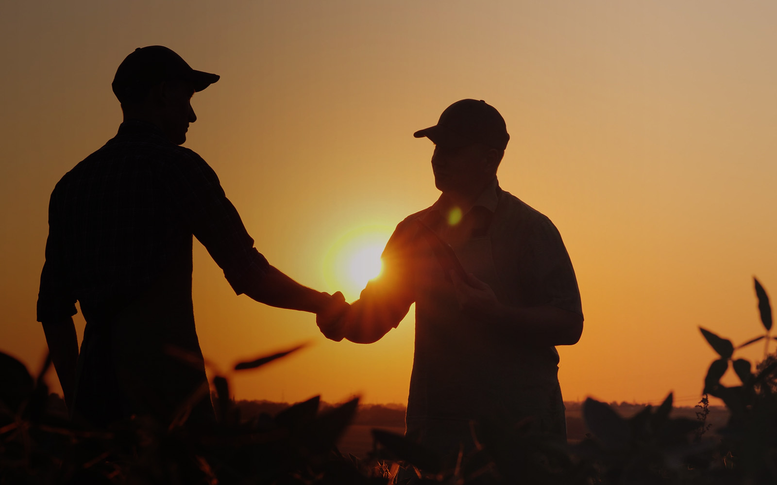 farmers shaking hands in a field