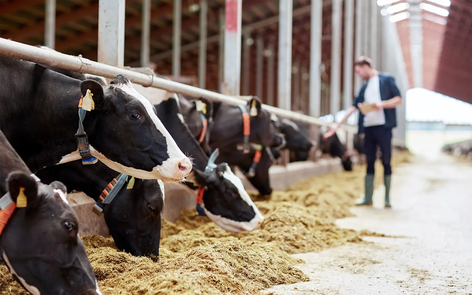 herd of cows eating hay and man in cowshed on dairy farm