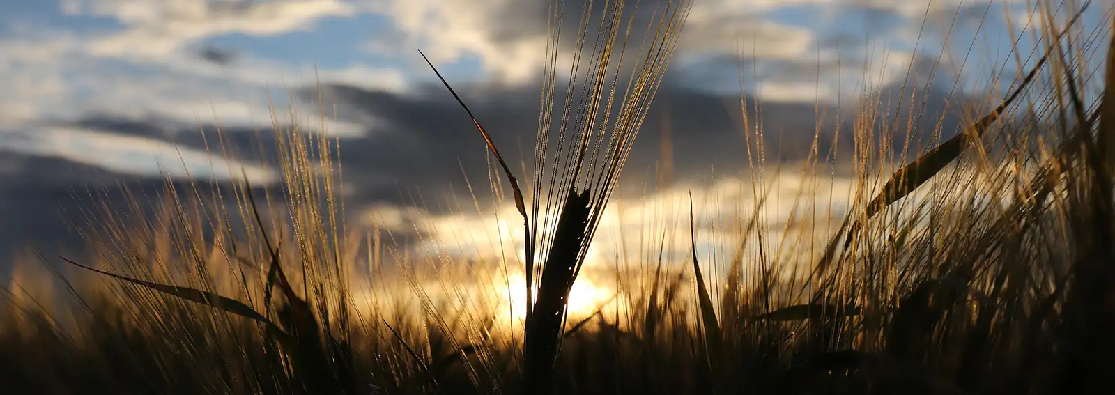Close up of a wheat field with a sunset in the background.