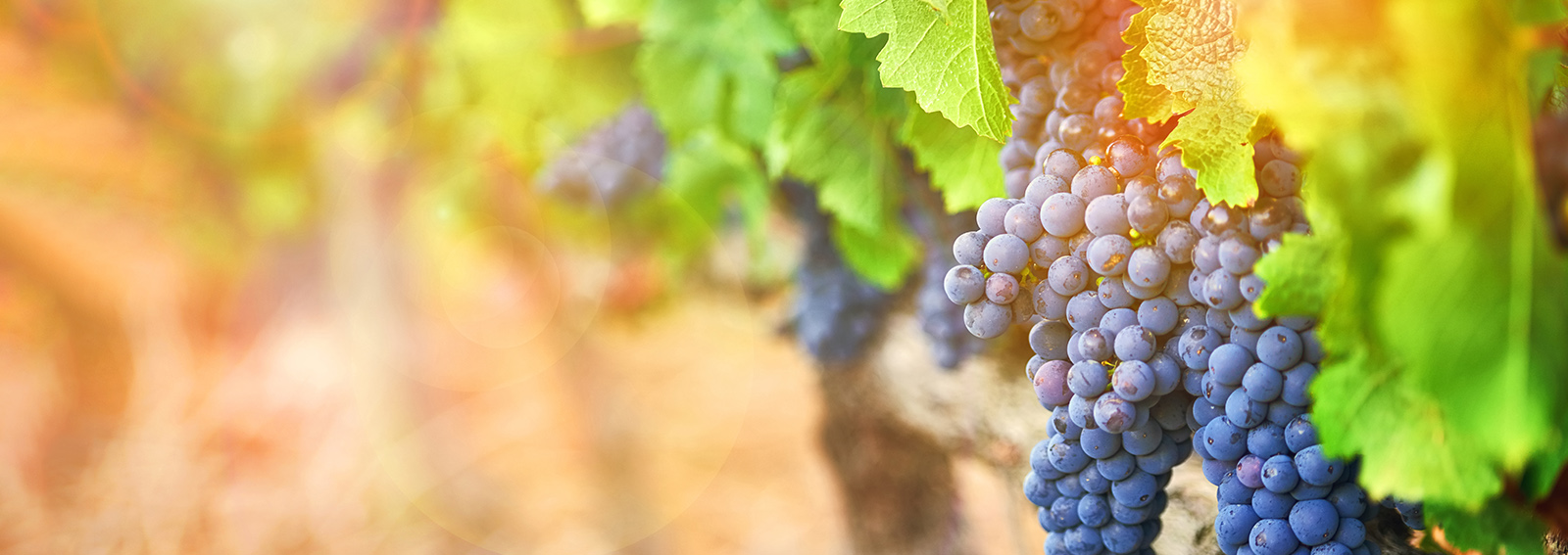 Grapes hanging from a vine.