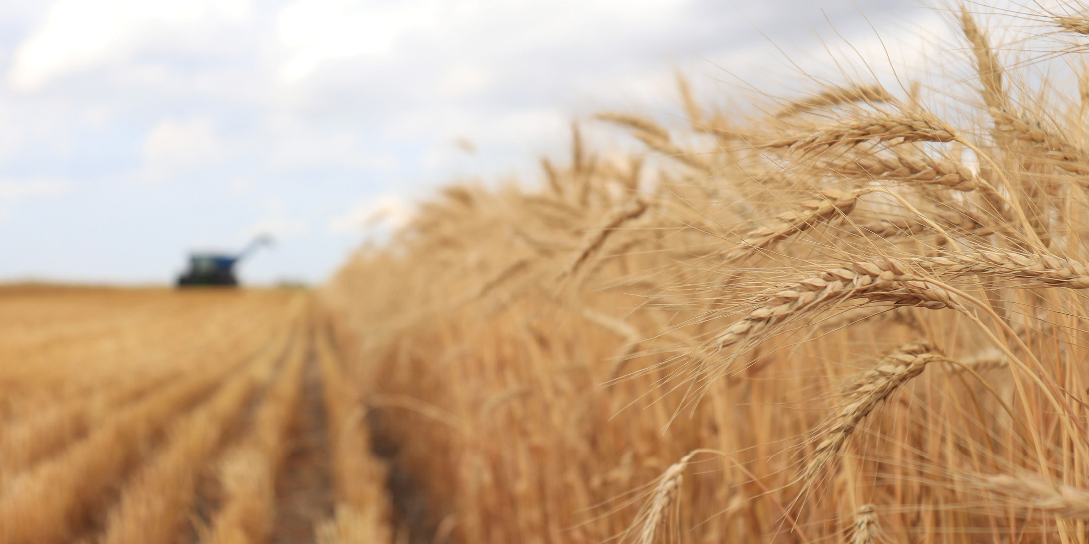 Combine driving through a wheat field