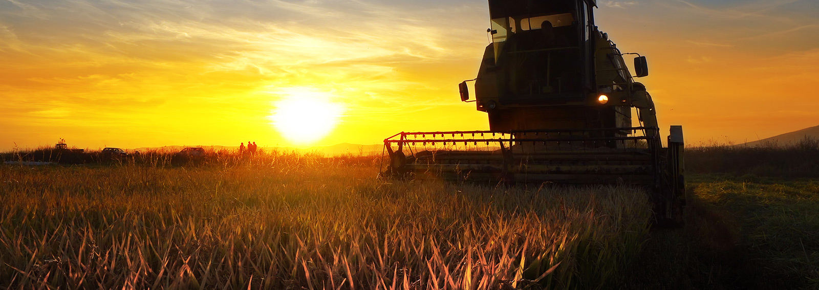 Combine field during sunset