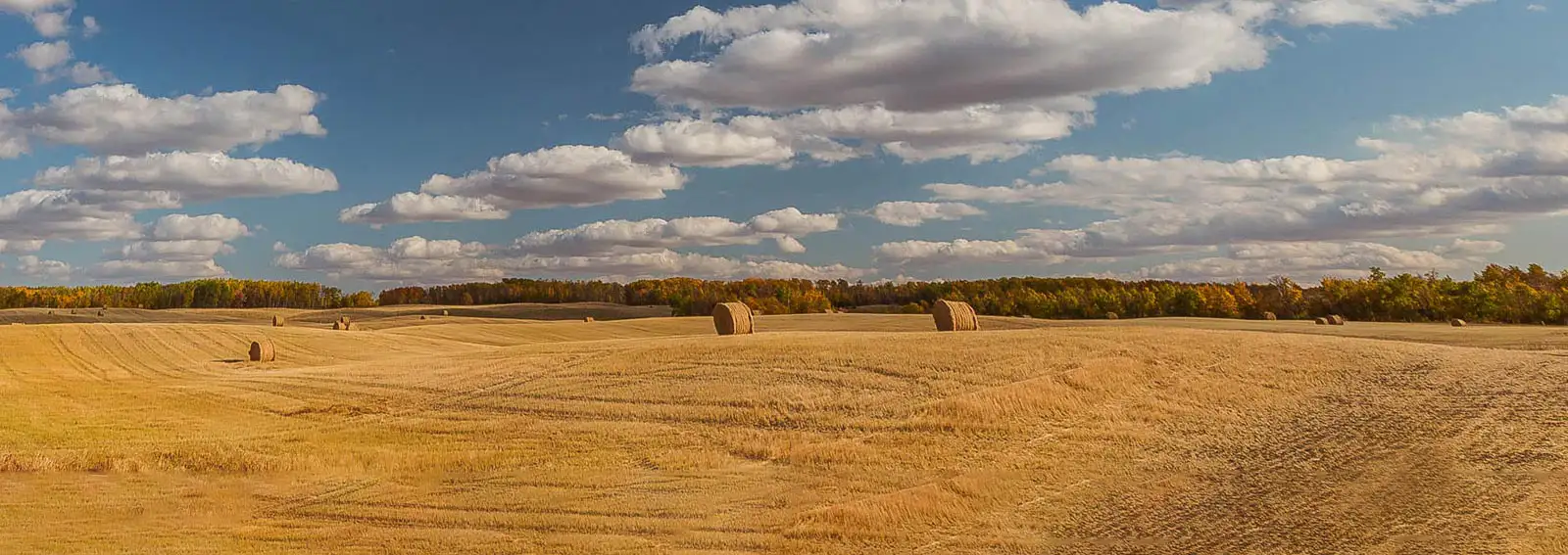 prairie field with hay bales