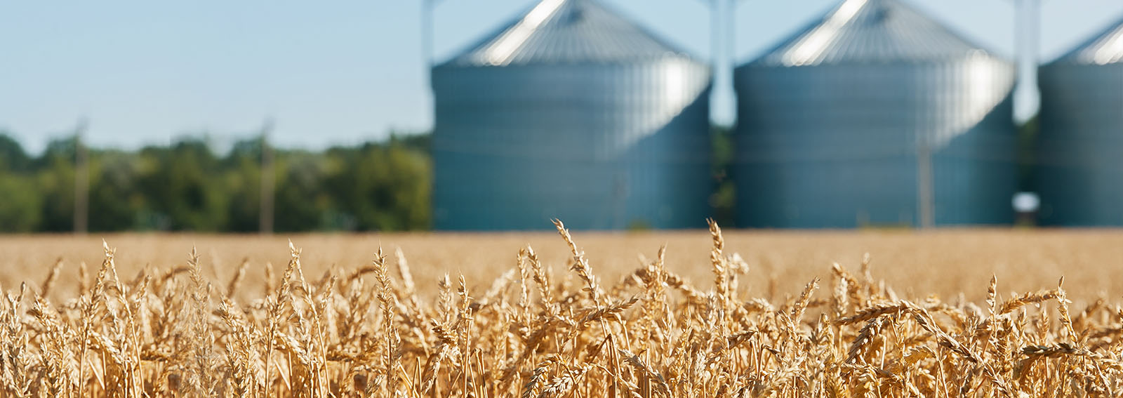 grain silos in a prairie wheat field