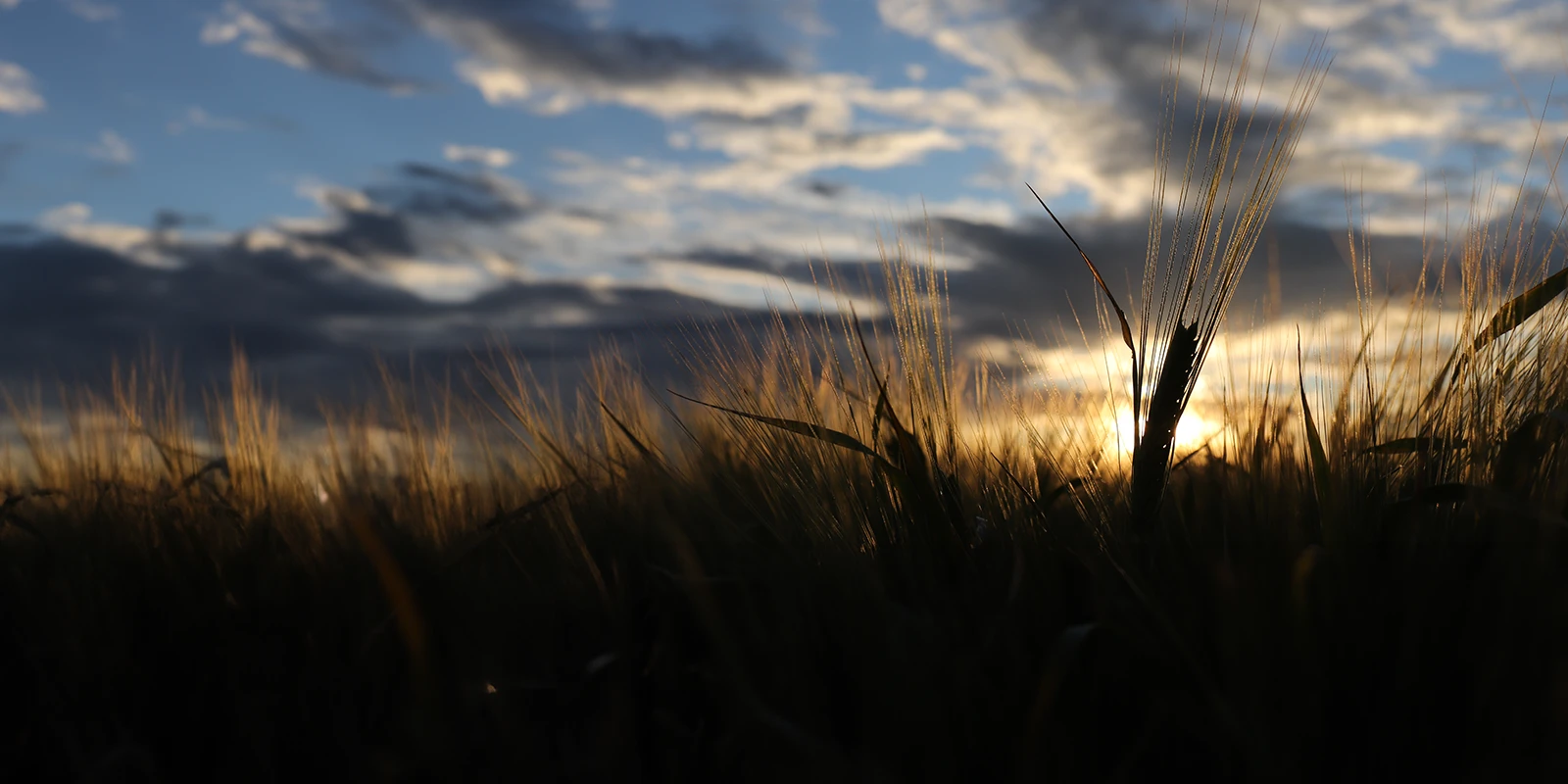 Close up view of a sunset in a barley field