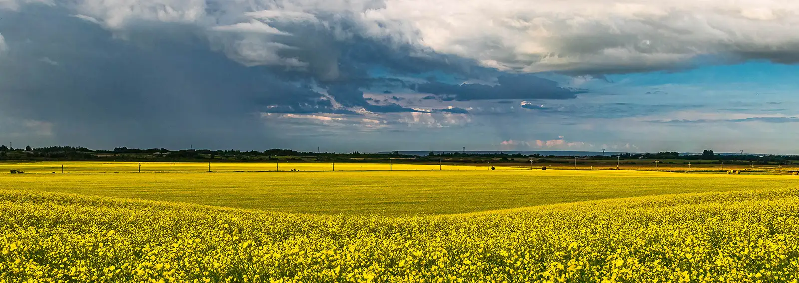 Open canola field with trees off in the horizon with a blue sky with large white clouds
