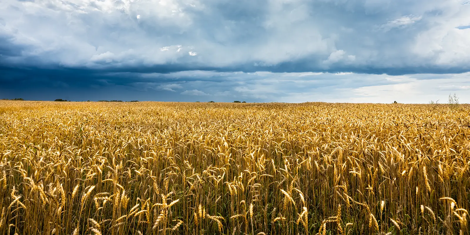Beautiful golden color wheat field and dark stormy sky