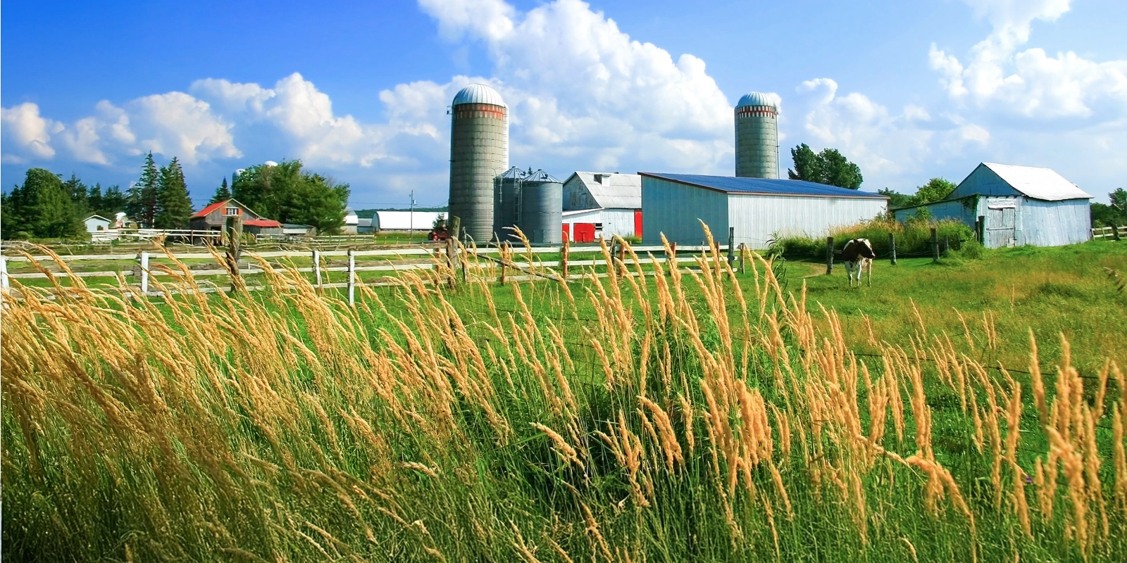 canadian farm with wheat cows and barns