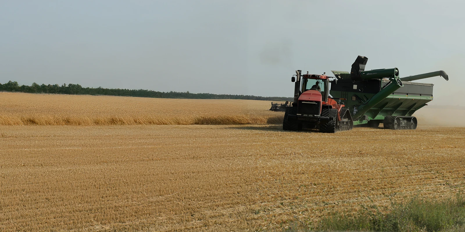 Combine harvesting grain in a farm field