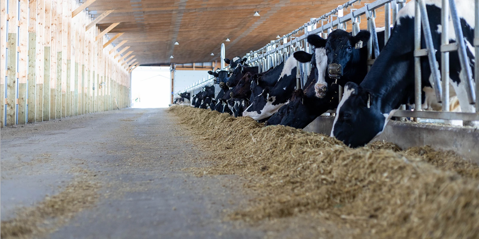 alimentation des vaches laitières
