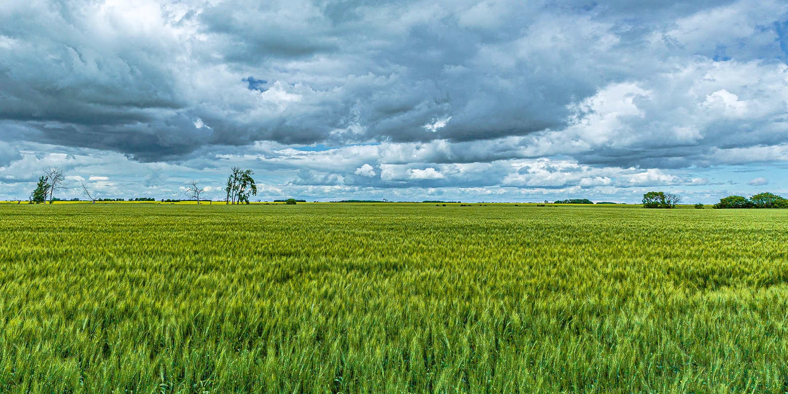 farm field with trees in the background and a cloudy sky