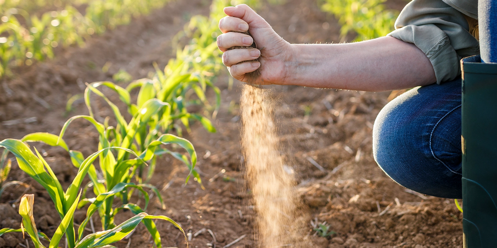 Female farmer testing crop soil