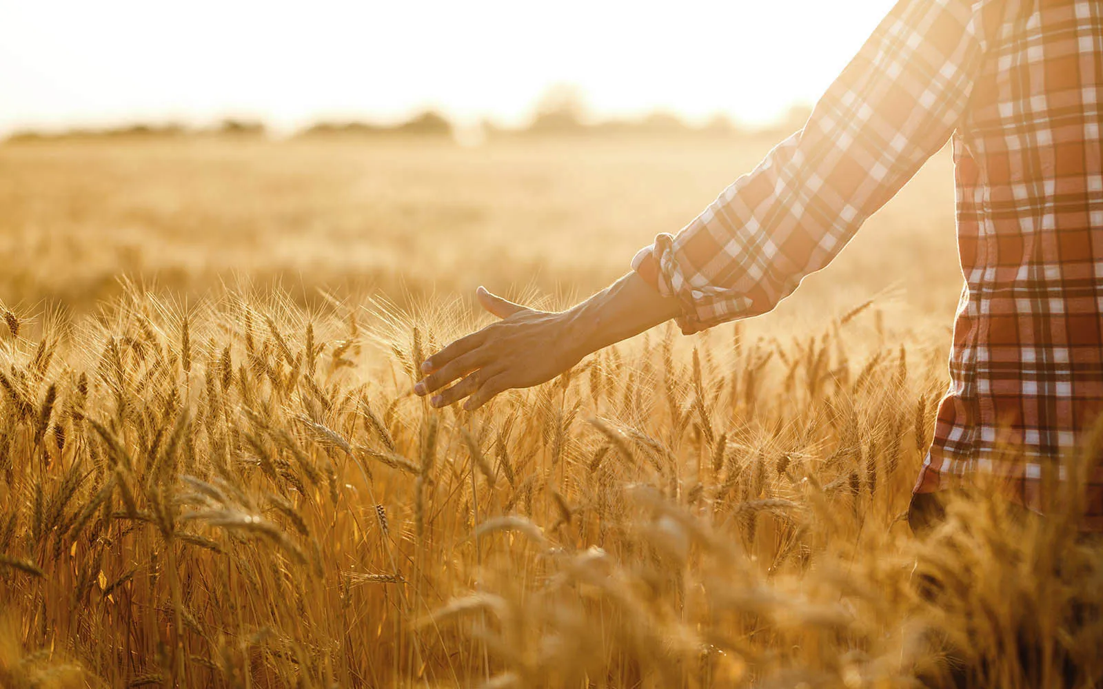 Farmer walking through golden wheat field