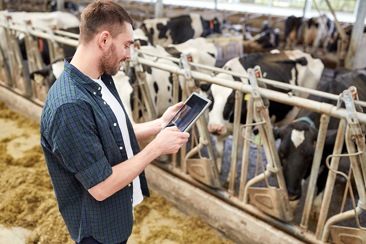 Man looking at tablet at a farm with cows