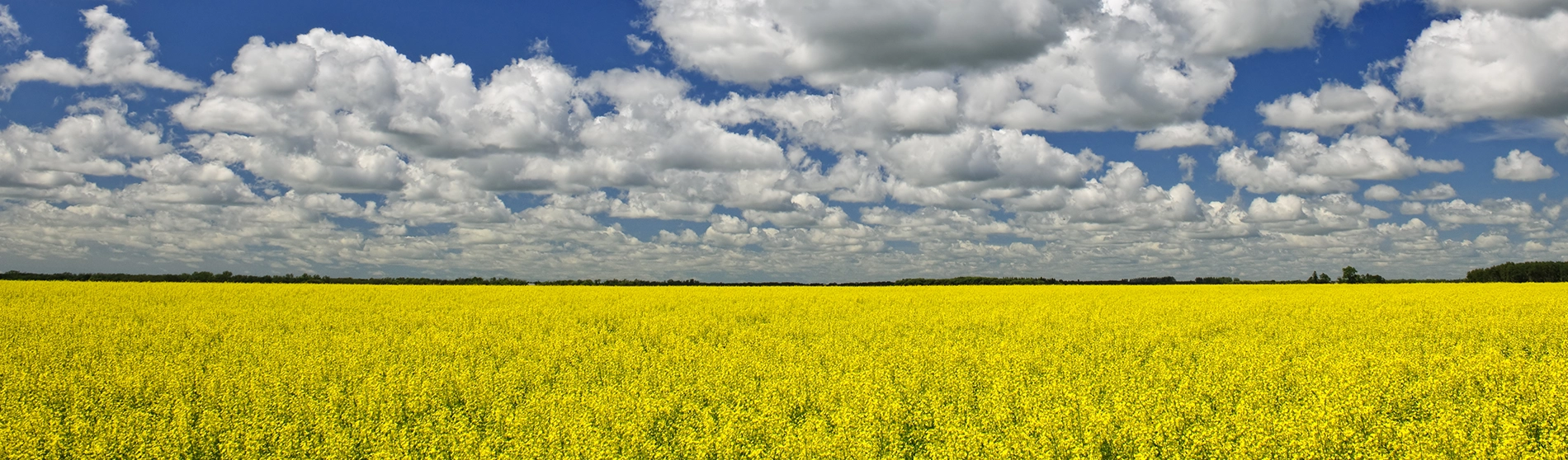 Manitoba canola field with a blue sky full of white puffy clouds